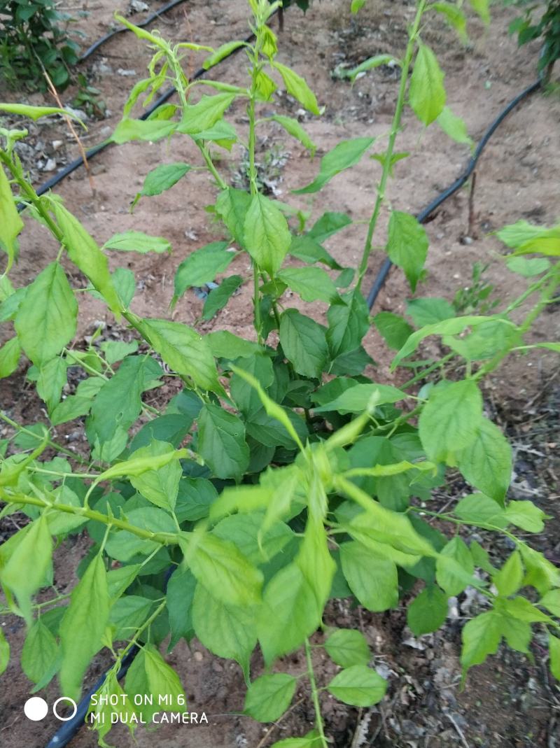 梅花盆景地桩！品种多规格全，基地直供，免费包邮