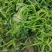 西瓜便宜了，篓子0.25.好的4毛