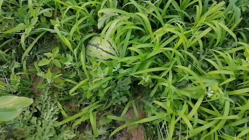 西瓜便宜了，篓子0.25.好的4毛
