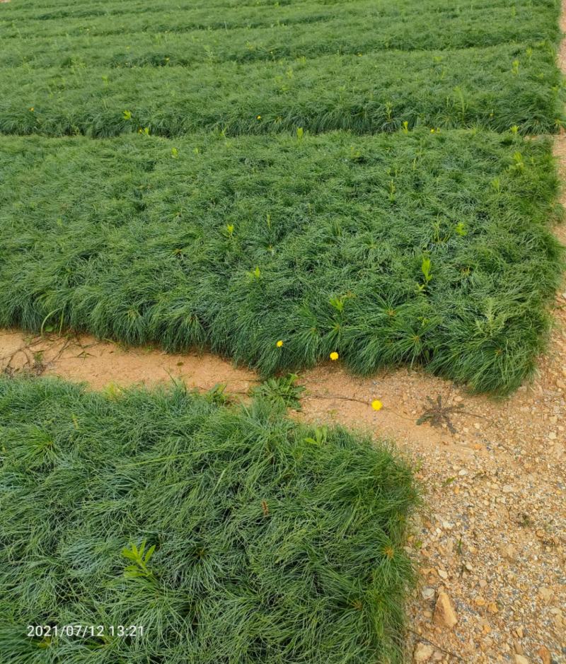 华山松，华山松种苗，荒山造林苗，证件齐全