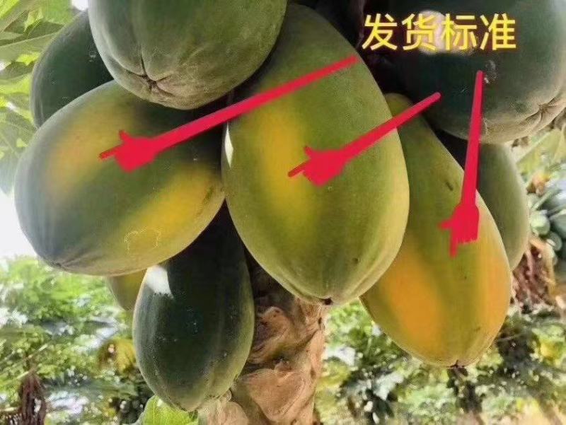 海南热带水果三亚红心水果木瓜支持一件代发团购