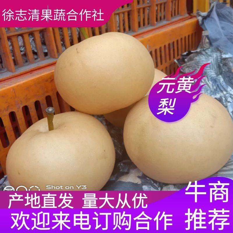 圆黄梨，果面金黄，肉质细嫩，口感香甜。保证质量，代发全国
