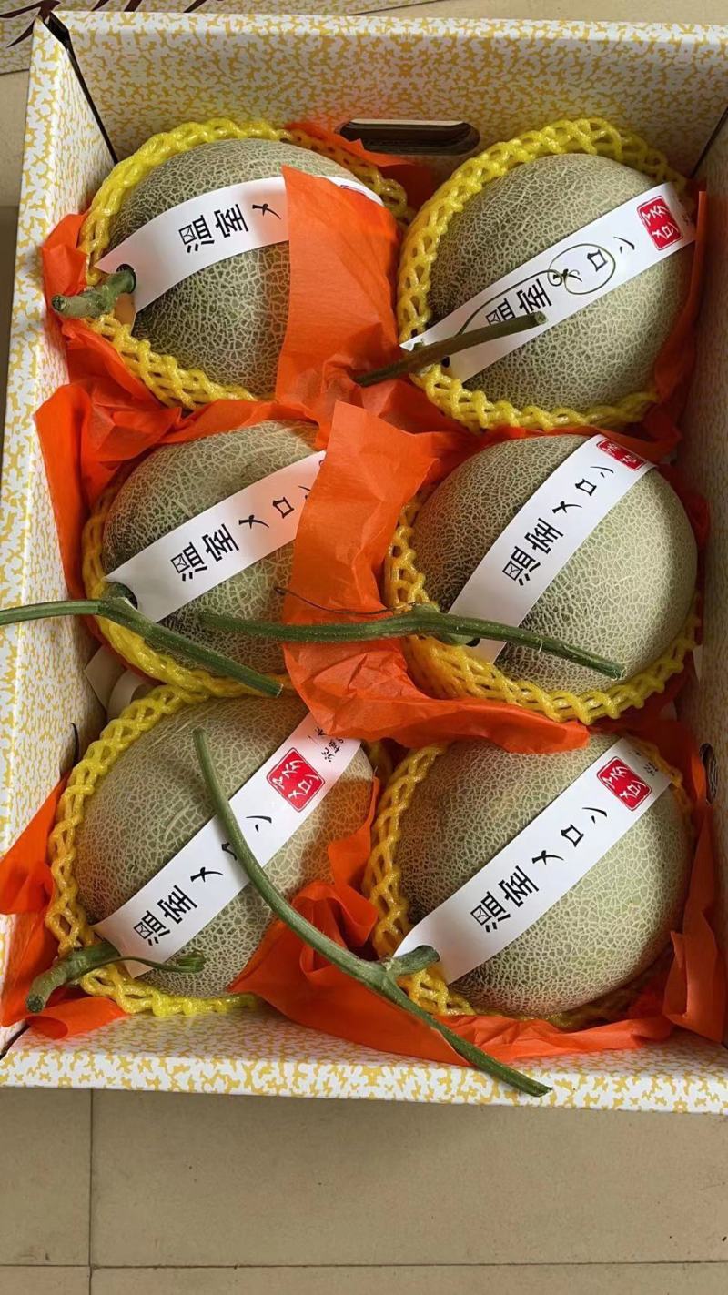 山东网纹瓜市场合作整车代发电商微商团购代发