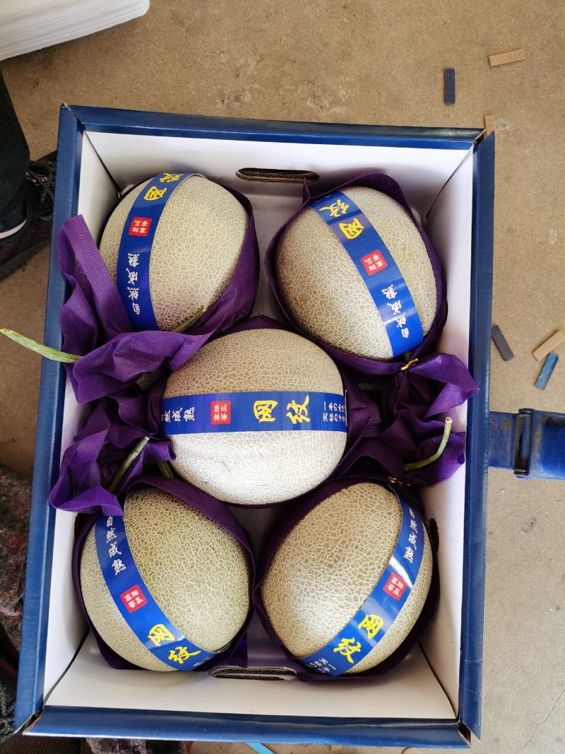 山东网纹瓜市场合作整车代发电商微商团购代发