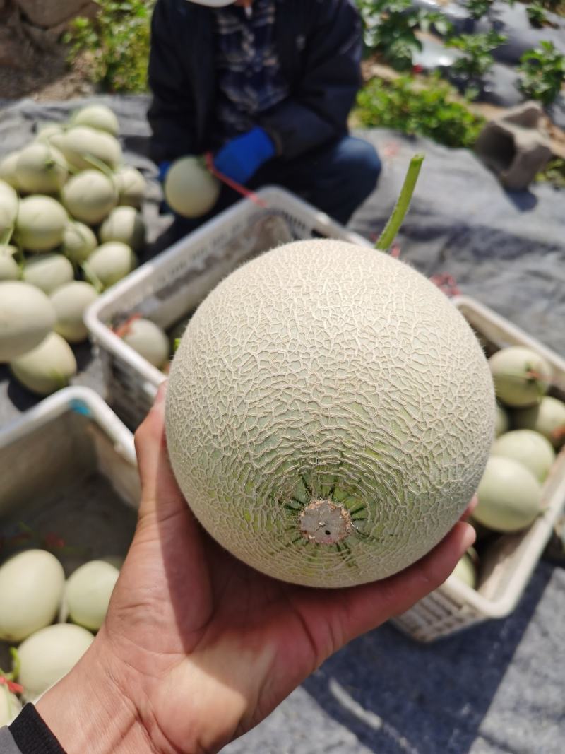 山东网纹瓜市场合作整车代发电商微商团购代发