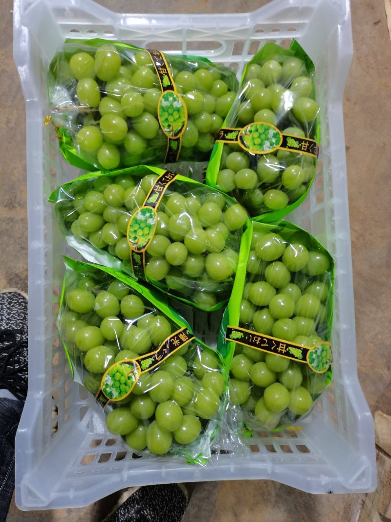 【品质】阳光玫瑰基地直发高品质货源对接市场商超