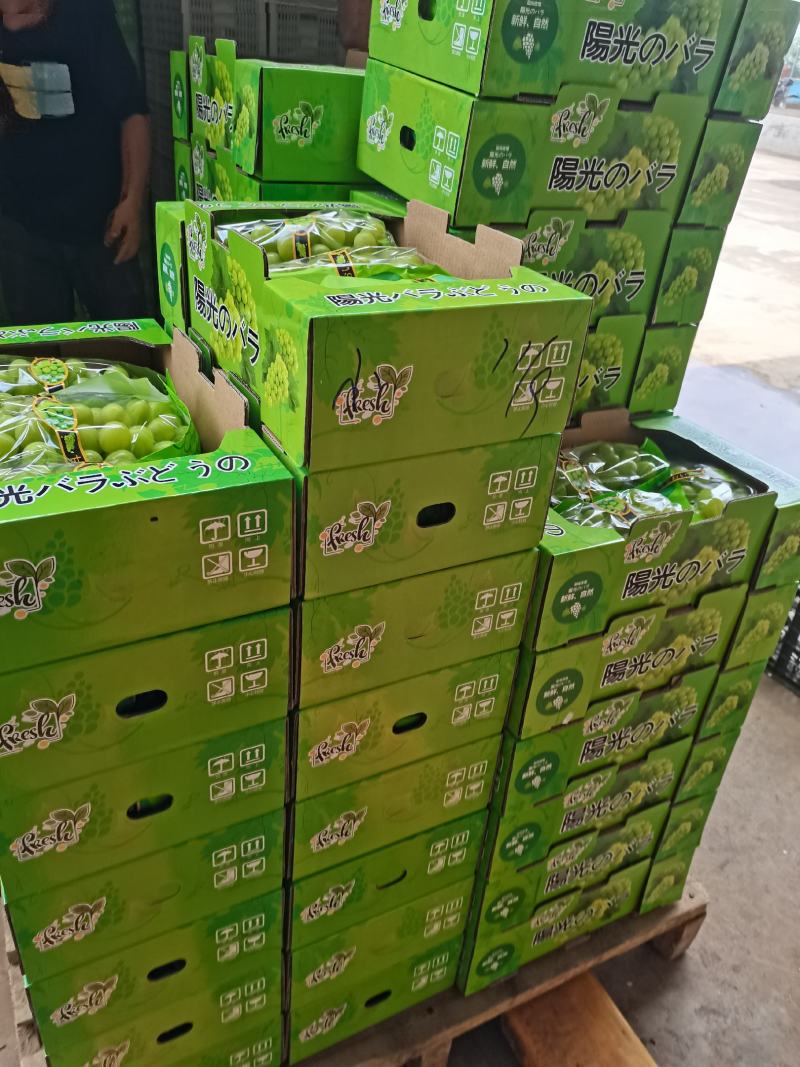 【品质】阳光玫瑰基地直发高品质货源对接市场商超