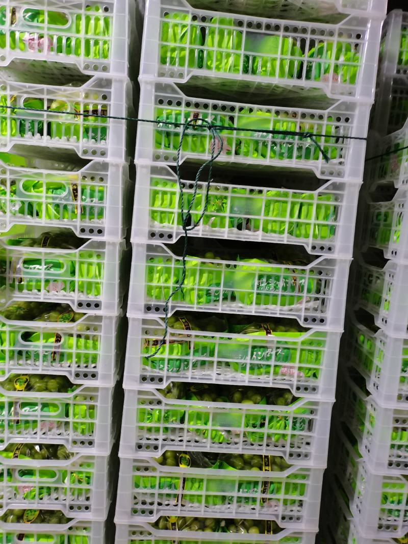 【品质】阳光玫瑰基地直发高品质货源对接市场商超