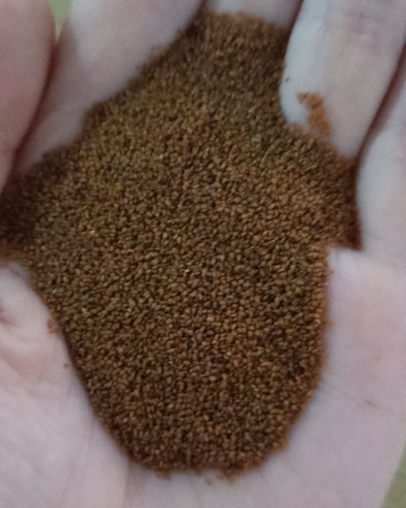 葶苈子种子，可以绿化，观赏，还可以养殖，一种多用途
