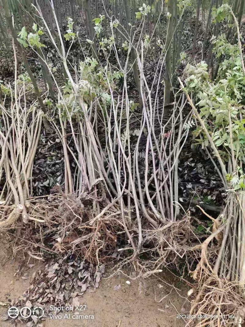 盐肤木/绿化苗木/乔灌木/盐肤木