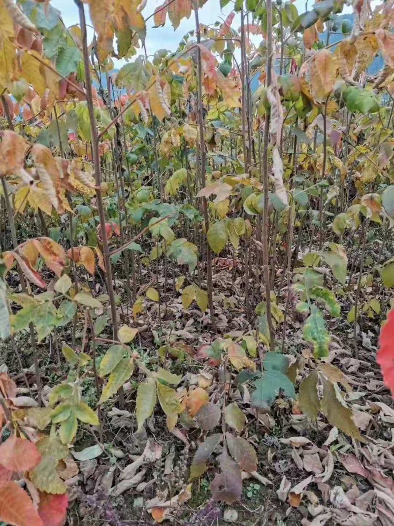盐肤木/绿化苗木/乔灌木/盐肤木