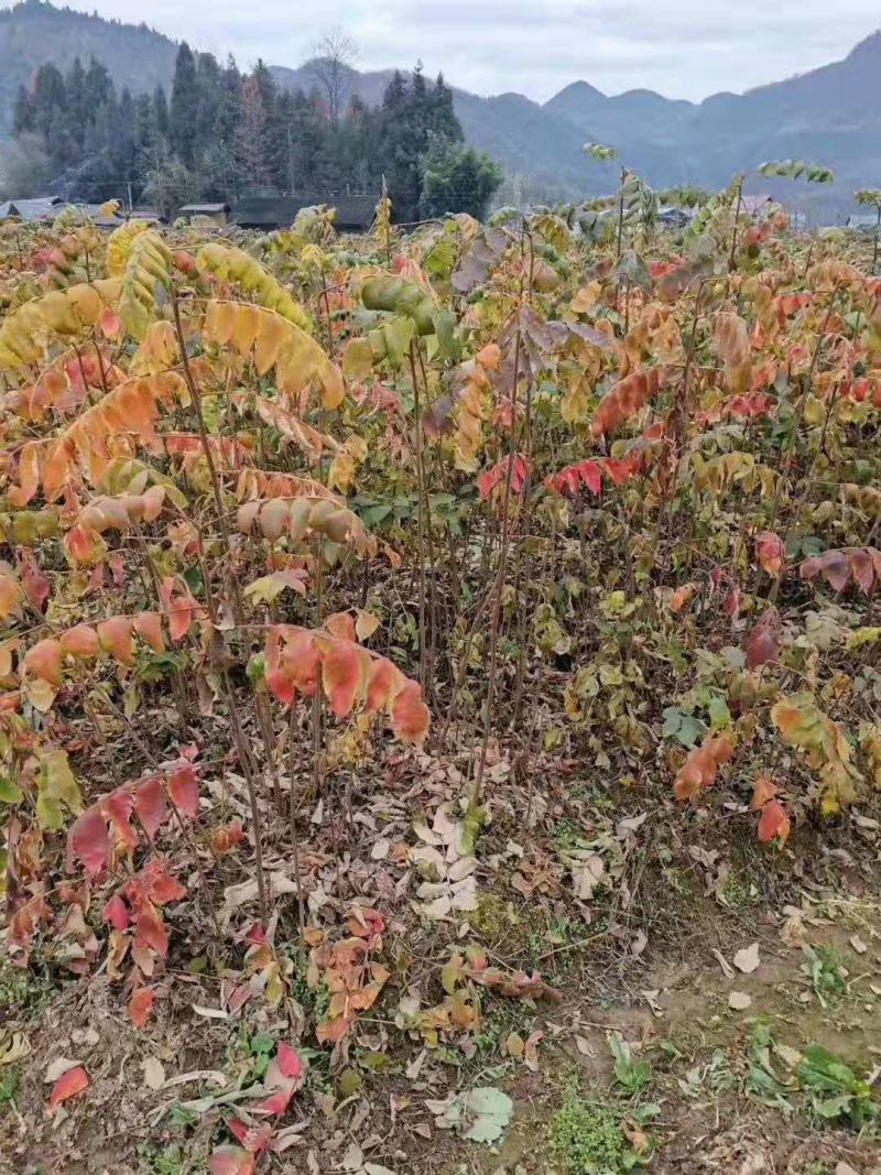 精品盐肤木30公分/盐肤木种子/盐肤木树苗10公分