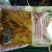 小包装虫草花100克去根干净适合礼品走高端市场虫草花煲汤