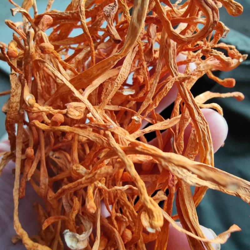 小包装虫草花100克去根干净适合礼品走高端市场虫草花煲汤