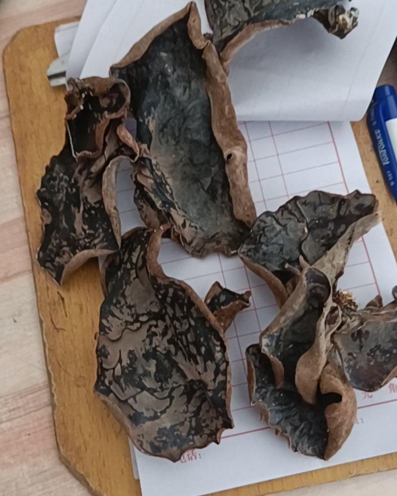 椴木木耳