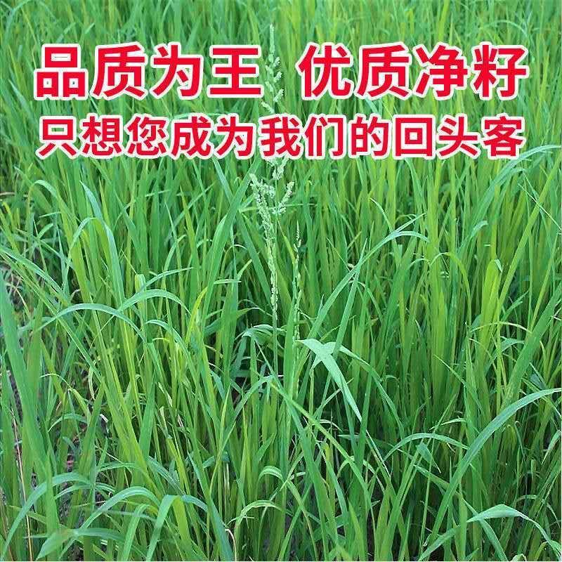 小米草种子雀叶稗湖南稷子耐水淹耐旱高产牧草种籽包邮