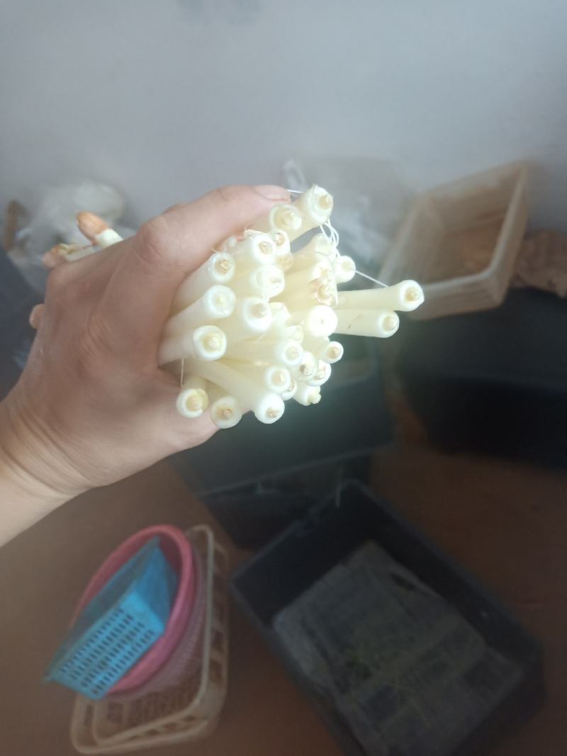 鸡枞菌、花生芽、碗豆苗，基地直供，自产自销自，亲自抓质量