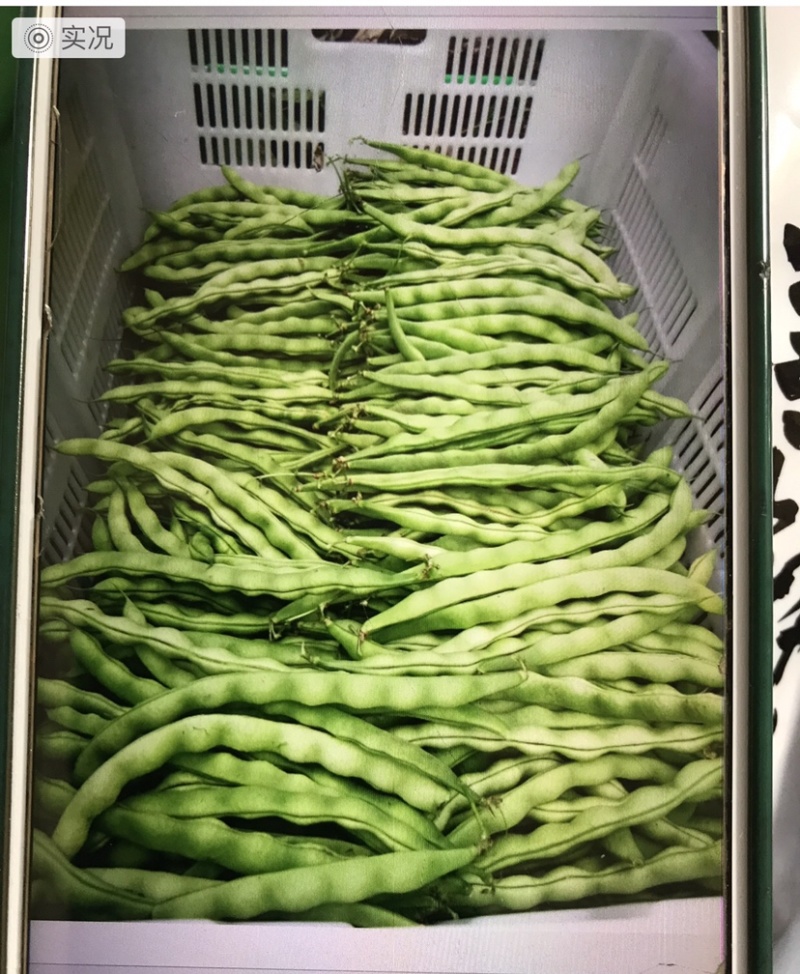 人工挑选高纯度青棒豆种子