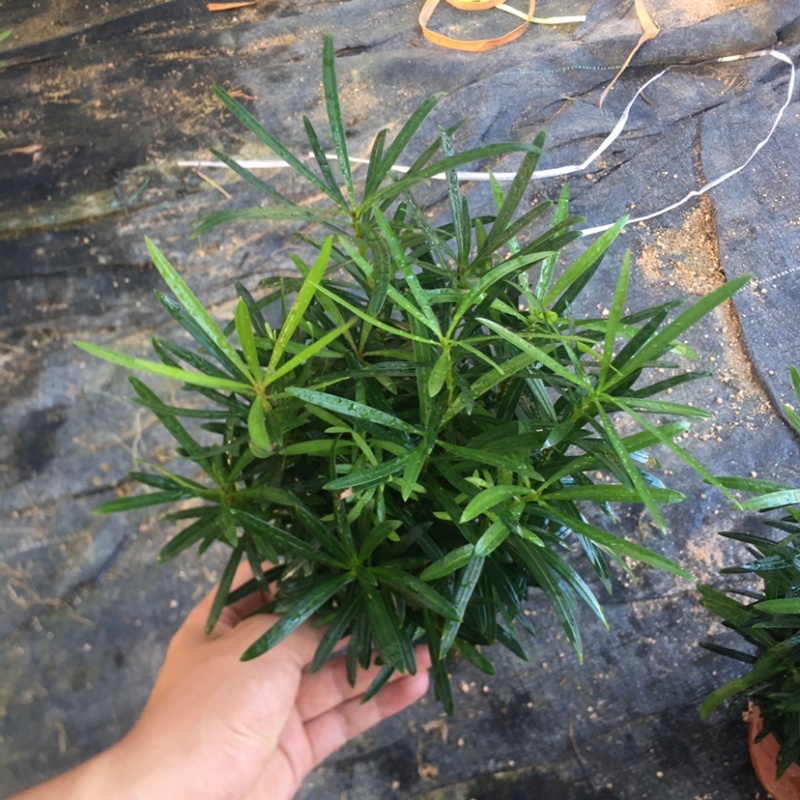 罗汉松迷你小森林盆栽一盆二三十株产地直销批发