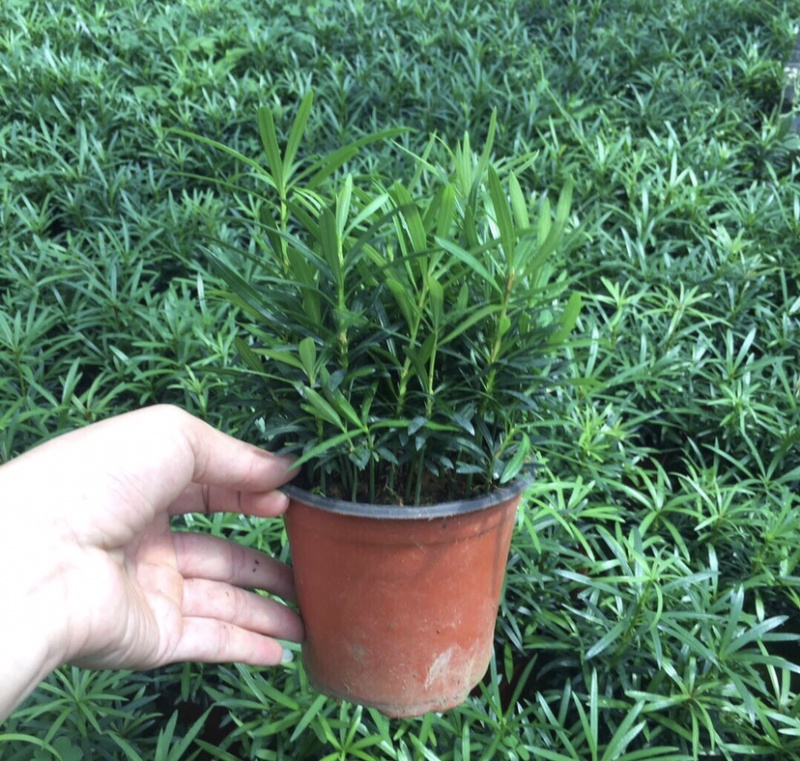 罗汉松迷你小森林盆栽一盆二三十株产地直销批发