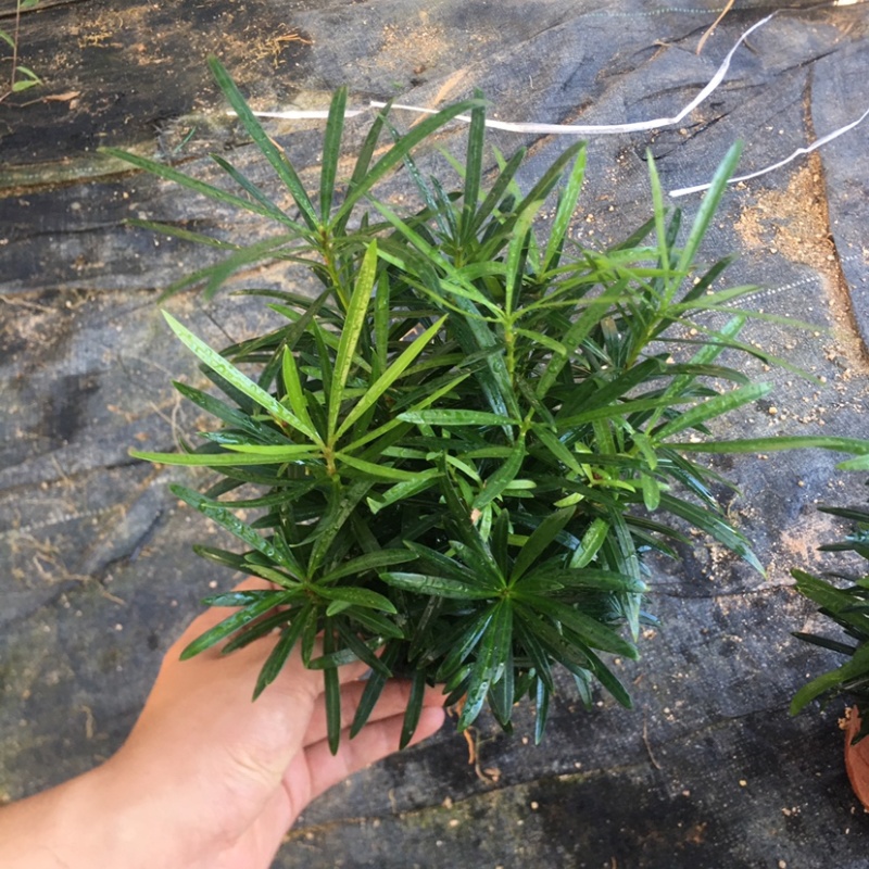 罗汉松迷你小森林盆栽一盆二三十株产地直销批发