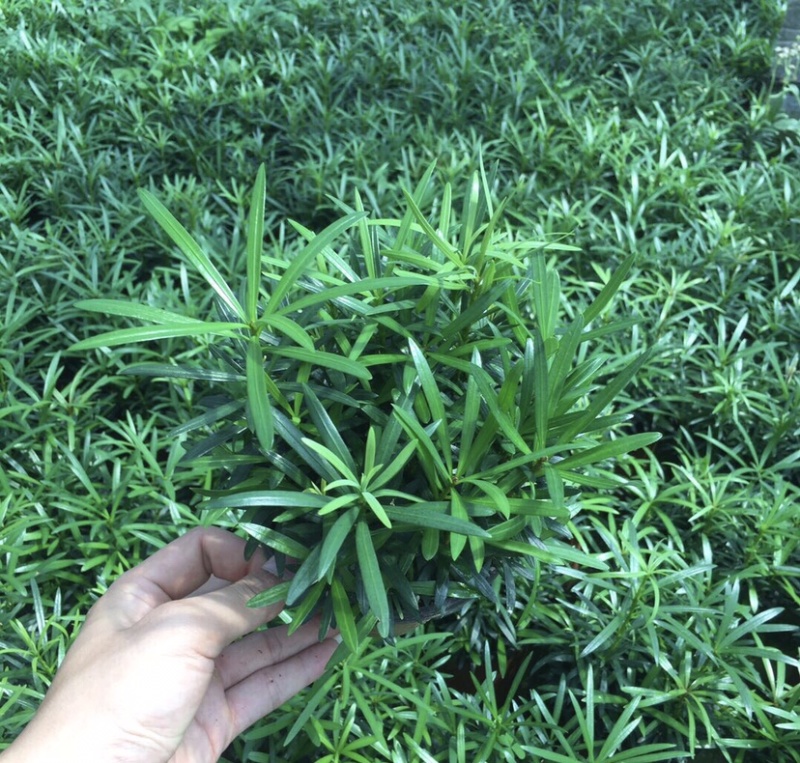 罗汉松迷你小森林盆栽一盆二三十株产地直销批发