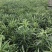 罗汉松迷你小森林盆栽一盆二三十株产地直销批发