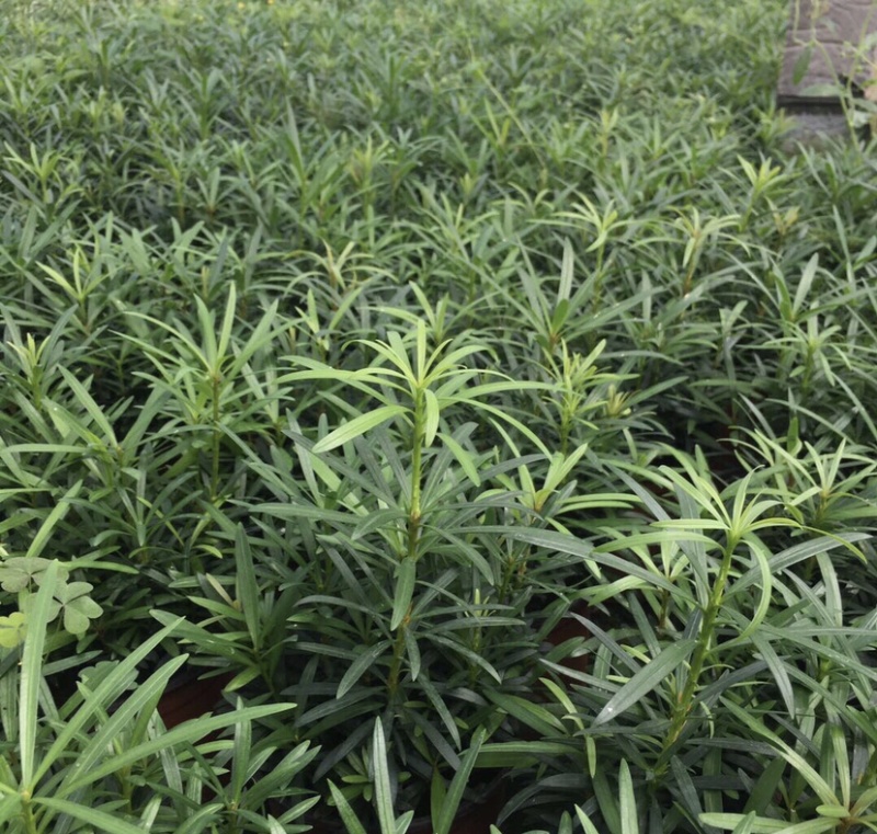 罗汉松迷你小森林盆栽一盆二三十株产地直销批发