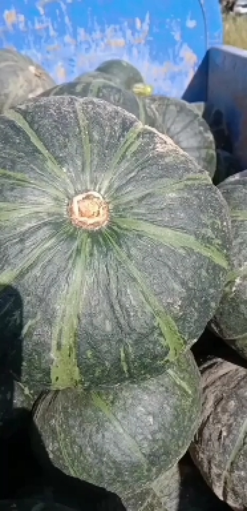 甘肃旱地板栗南瓜
