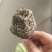 承德育苗厂专门育苗白菜，甘蓝，西红柿，辣椒等苗木