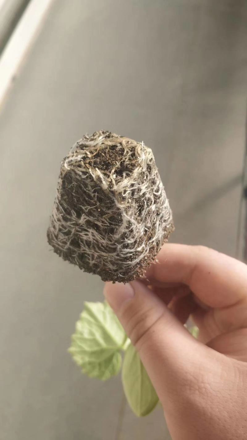 承德育苗厂专门育苗白菜，甘蓝，西红柿，辣椒等苗木