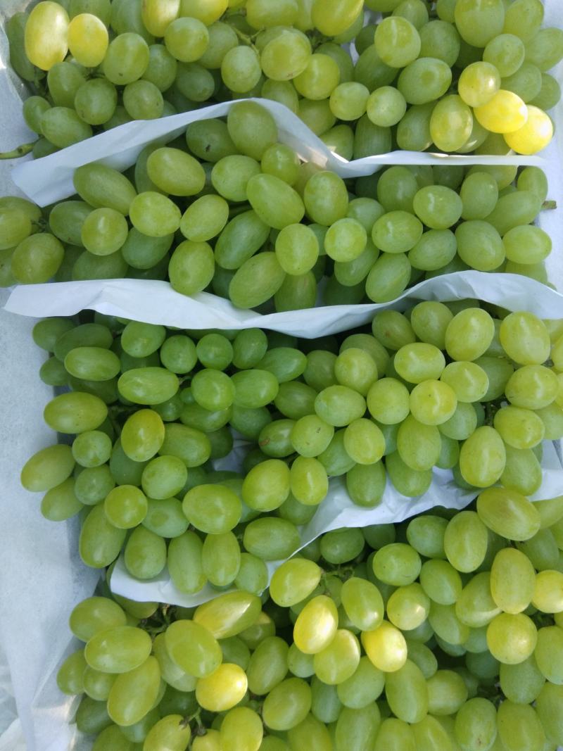 山西运城《维多利亚青提、夏黑》等多种品种葡萄即将大量上市