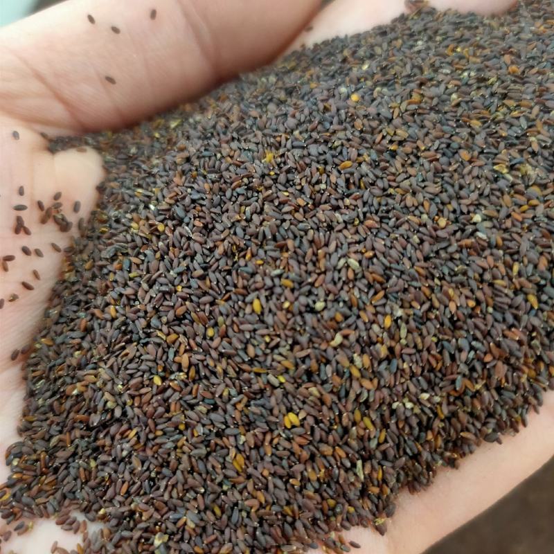 【荆芥种子】河南大叶荆芥籽四季播农家蔬菜种子大全生菜籽种