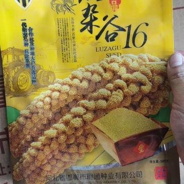 璐杂16