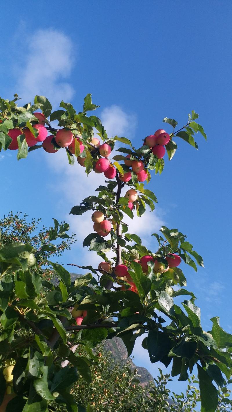 大山里的小苹果