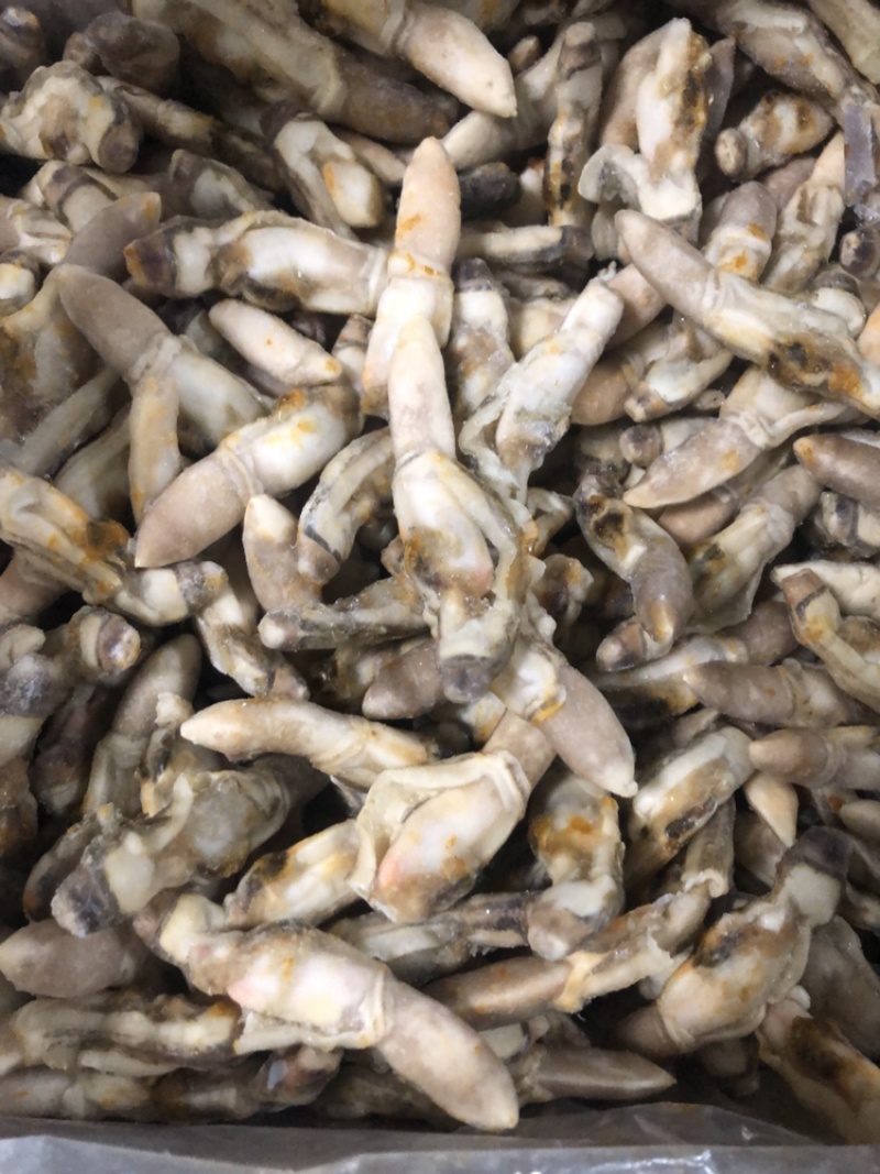 热卖海蛏产地直销蛏王肉去沙嘴蛏王肉海蛏肉海鲜水产