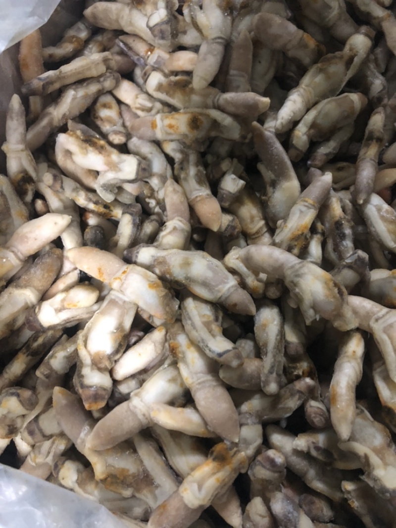 热卖海蛏产地直销蛏王肉去沙嘴蛏王肉海蛏肉海鲜水产