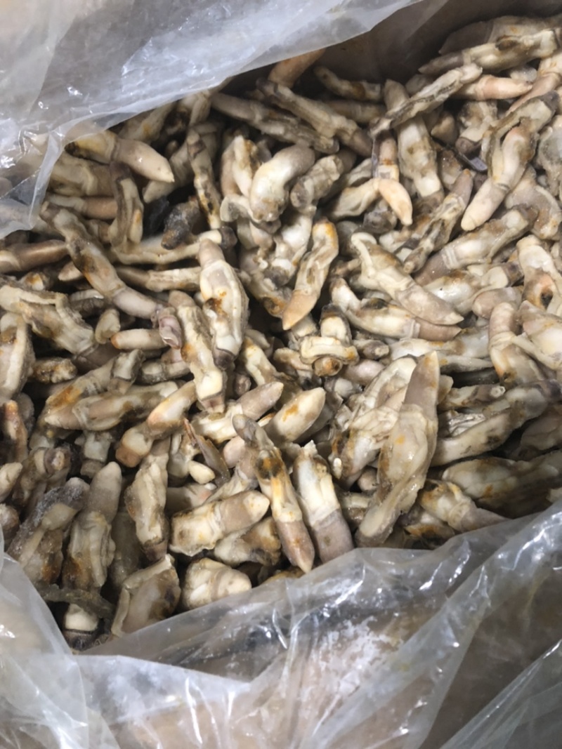热卖海蛏产地直销蛏王肉去沙嘴蛏王肉海蛏肉海鲜水产