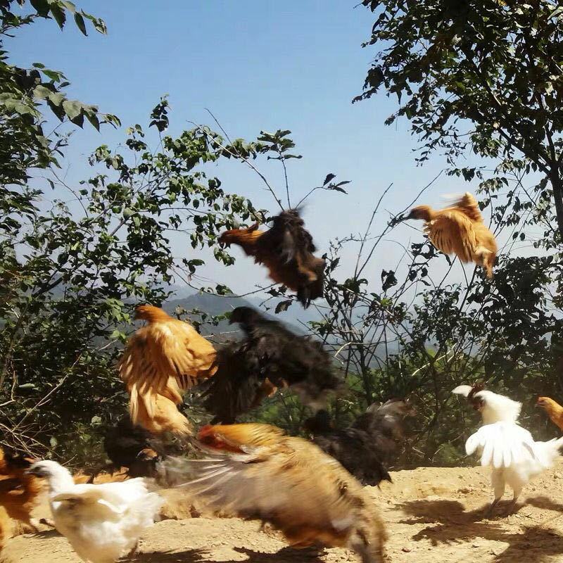 多彩贵州开阳黄羽青脚土鸡生态散养鸡山林土鸡