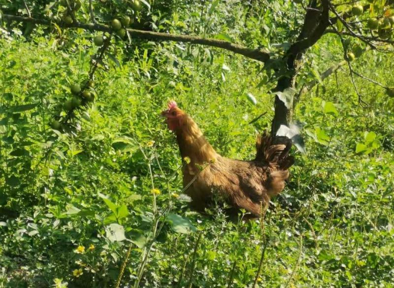 多彩贵州开阳黄羽青脚土鸡生态散养鸡山林土鸡