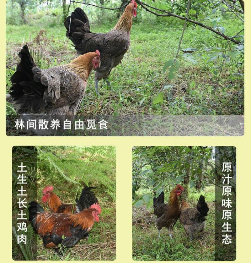 多彩贵州开阳黄羽青脚土鸡生态散养鸡山林土鸡