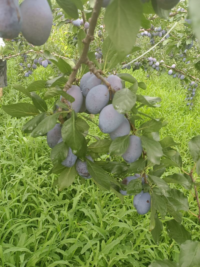 蓝西梅李子价格，陕西蓝西梅李子基地，西梅李子产地价格