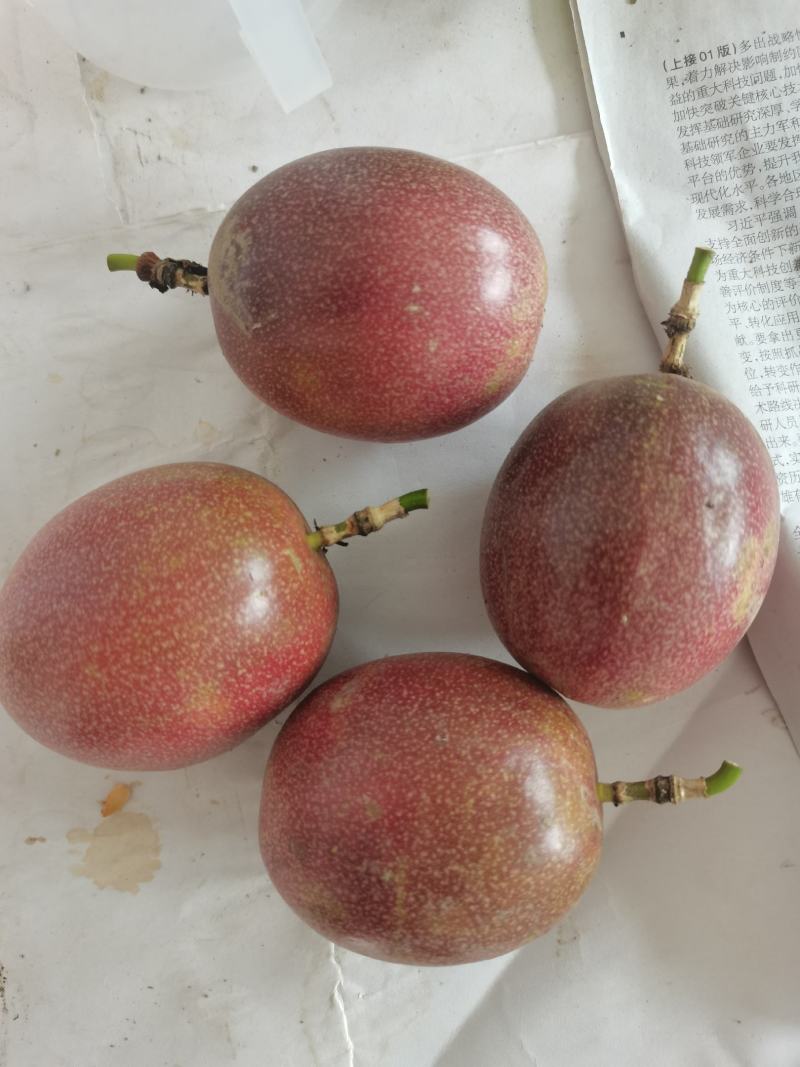 百香果