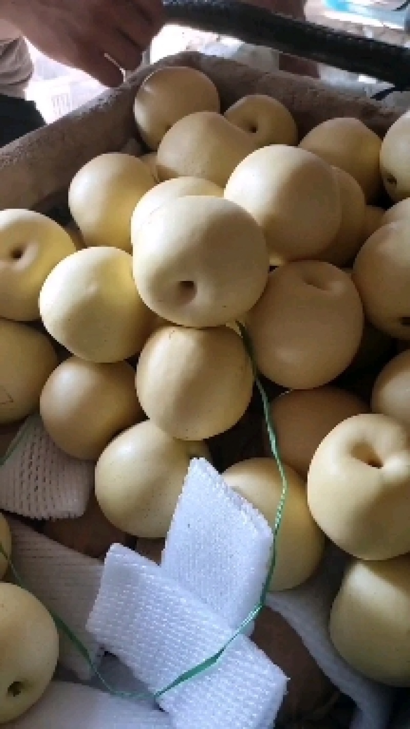 皇冠开始大量下树，产地直供保质保量专注专业！！！