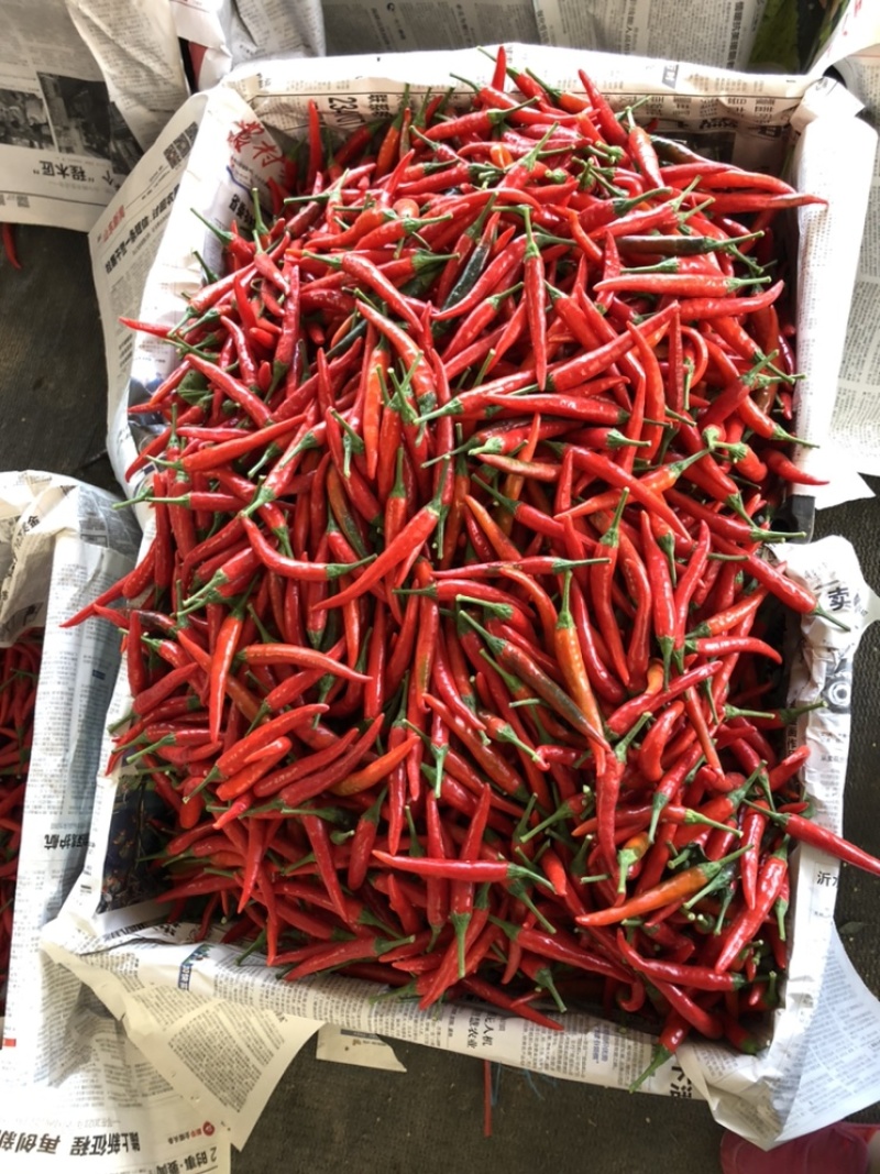 鲜小米辣椒高辣！产地直发一手好货源！颜色质量保证