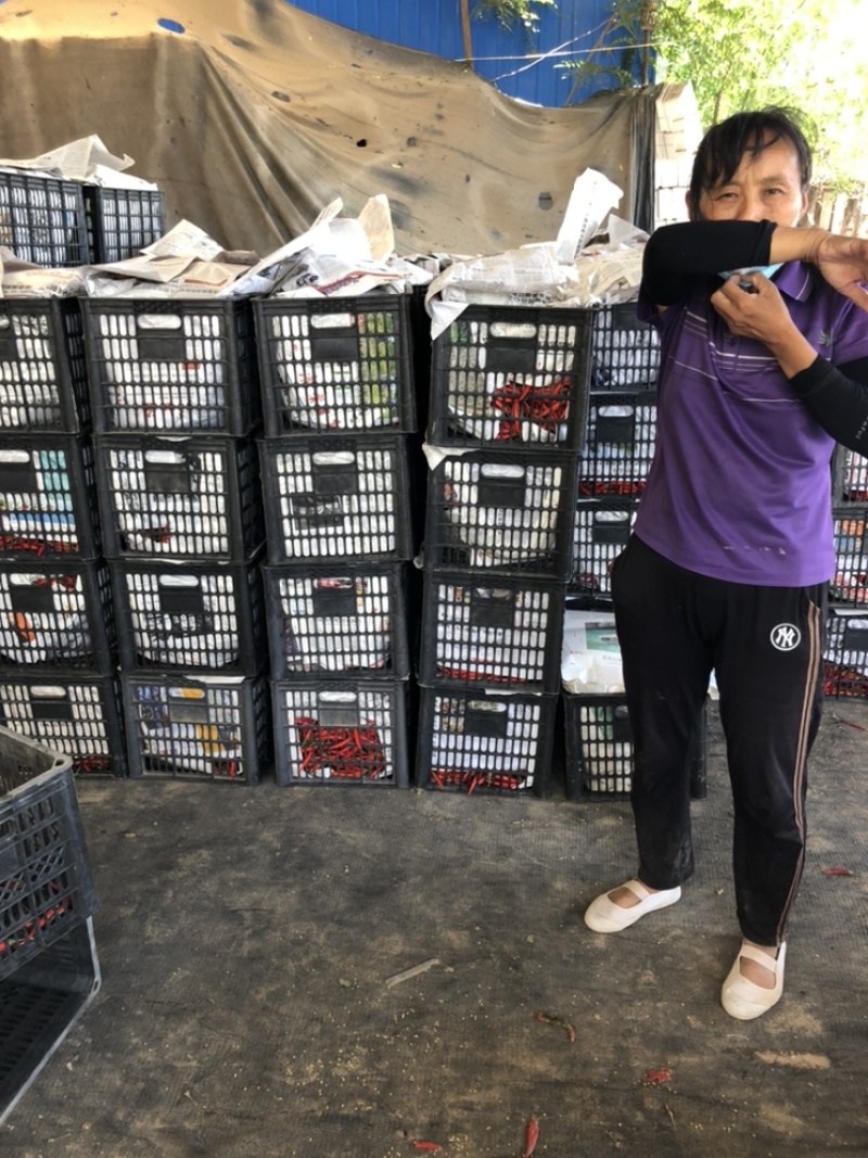 鲜小米辣椒高辣！产地直发一手好货源！颜色质量保证