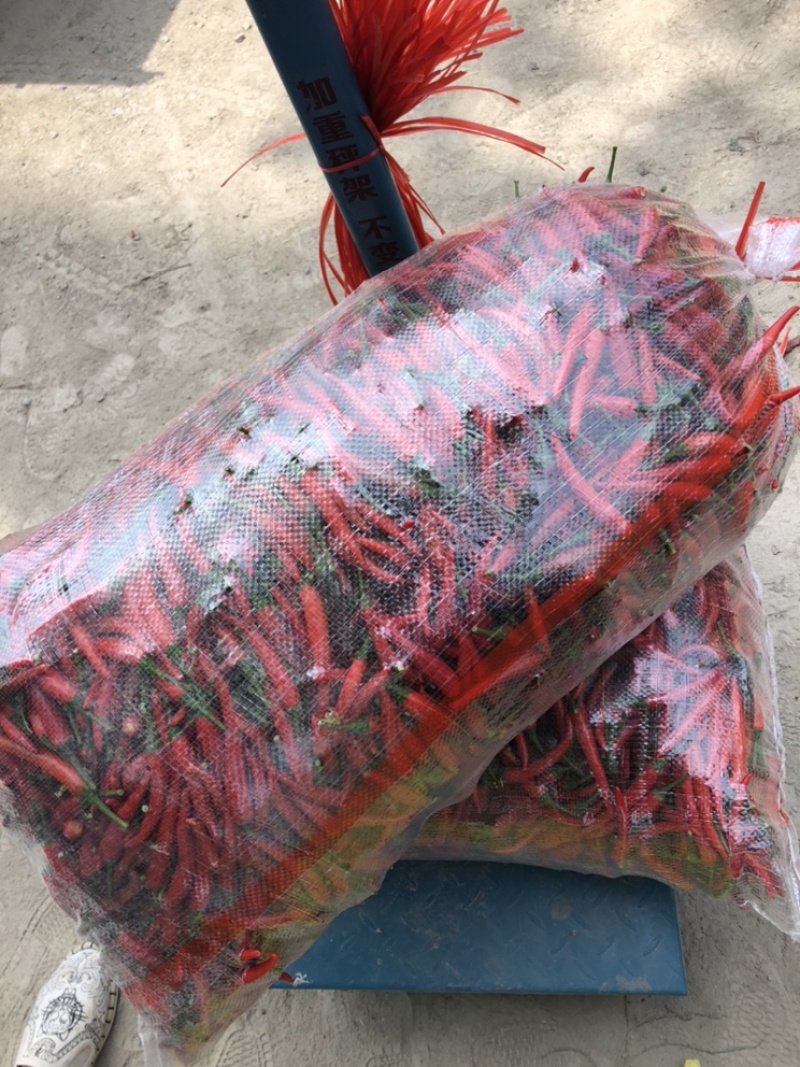 鲜小米辣椒高辣！产地直发一手好货源！颜色质量保证