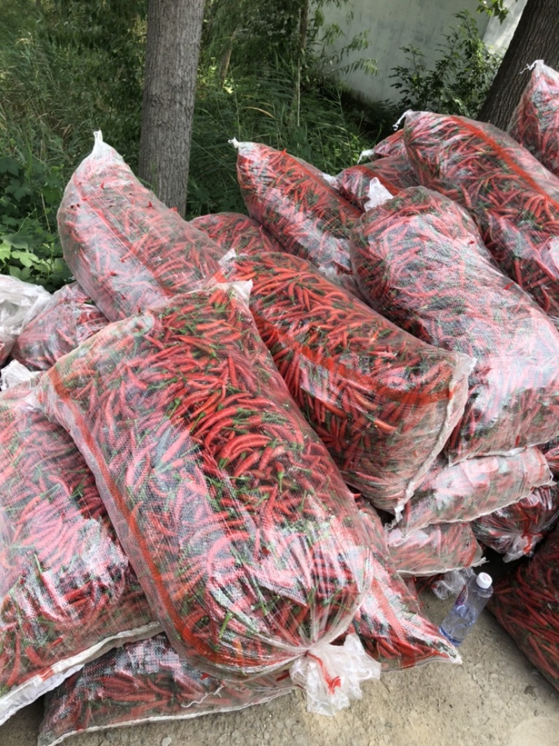 鲜小米辣椒高辣！产地直发一手好货源！颜色质量保证
