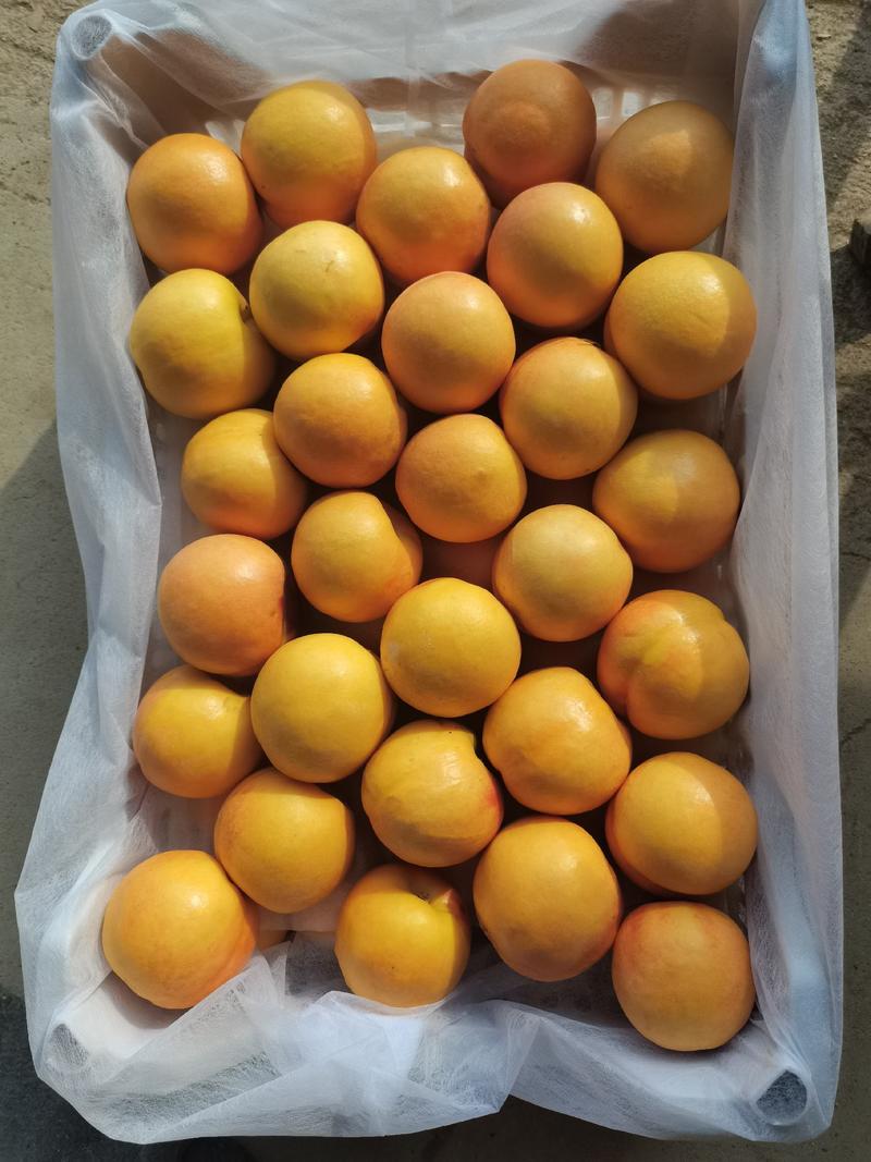 大连陆地黄油桃陆续有货有需要的可以联系大量