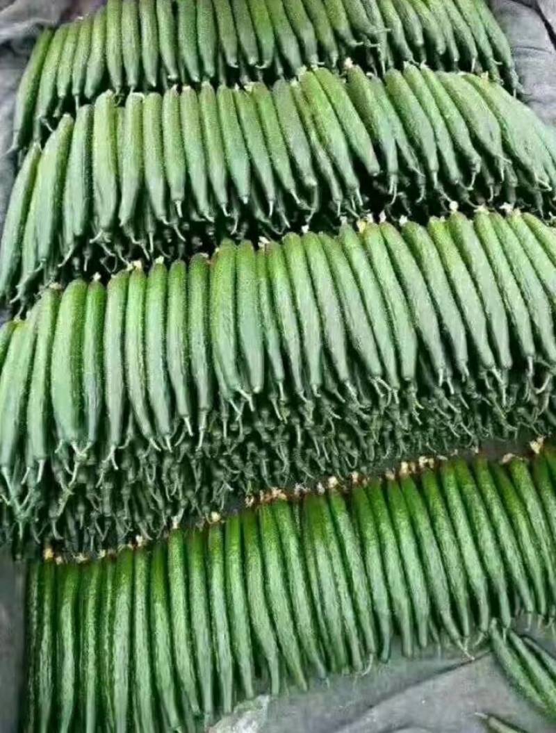 【山东莘县】精品油亮中小条油亮黄瓜，欢迎来电咨询